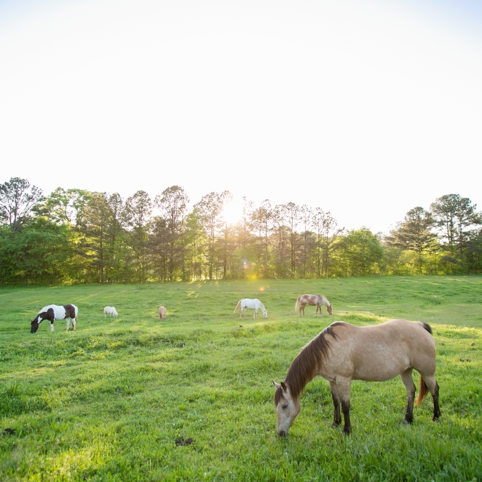 Chattahoochee Hill Country Alliance