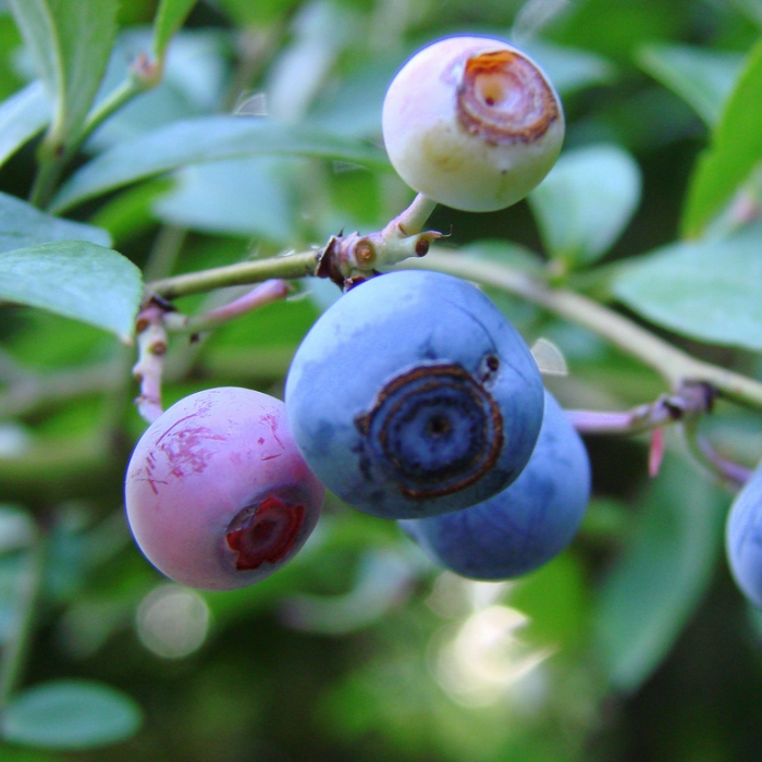 Farmers Market: Red, White & Blueberry Festival