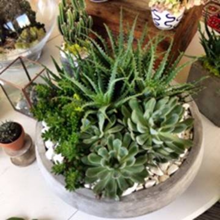 Succulent Gardens Workshop